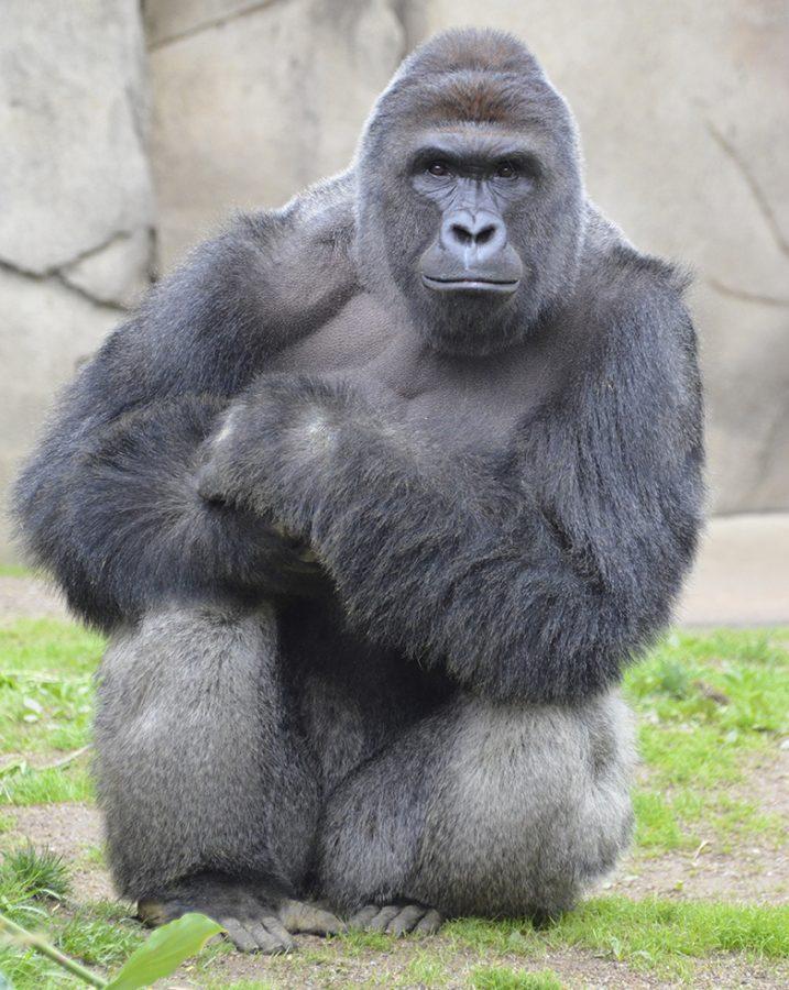 Harambes+death+was+a+tragedy+for+the+entire+world.