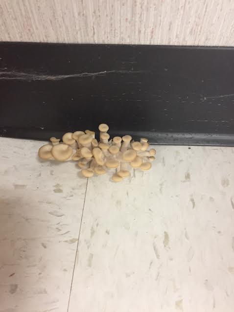 Above are the infamous mushrooms that grew in T310 before they were taken care of.