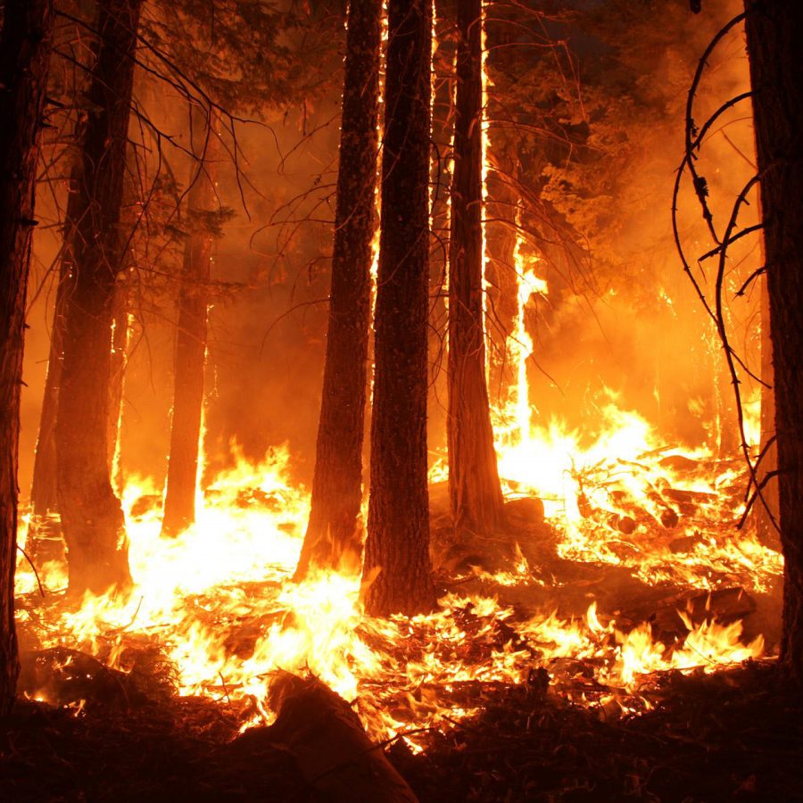 Wildfires+in+Southern+California+destroy+entire+forests+and+spread+rapidly.