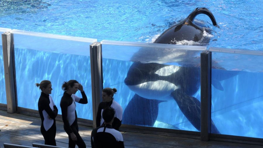 Trainer outside of Tilikums tank at SeaWorld. SeaWorld has spawned controversy regarding their treatment of animals captivity.