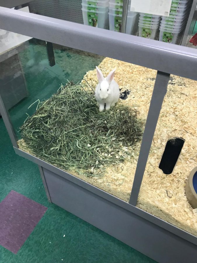 A rabbit at Petland sits in an enclosure with multiple other bunnies.