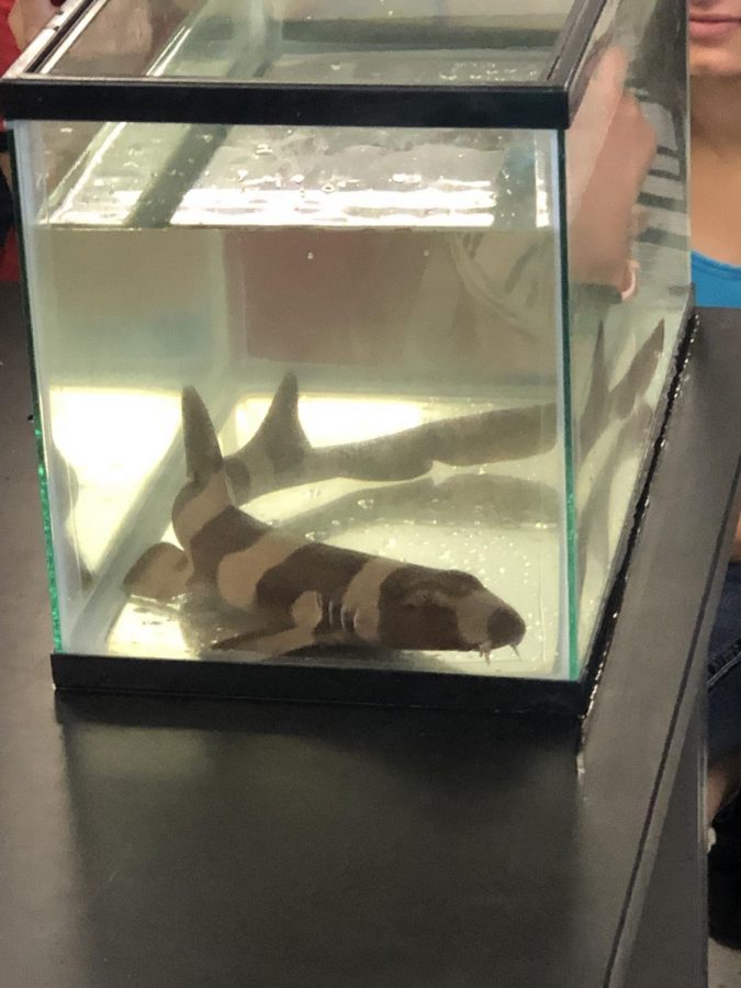 Shark+Specialist+Wilson+came+to+WS+in+early+April+to+teach+Oceanography+students+about+sharks+and+misconceptions+that+surround+them.+Not+only+are+they+primarily+harmless%2C+but+they+can+also+be+fun+as+well.