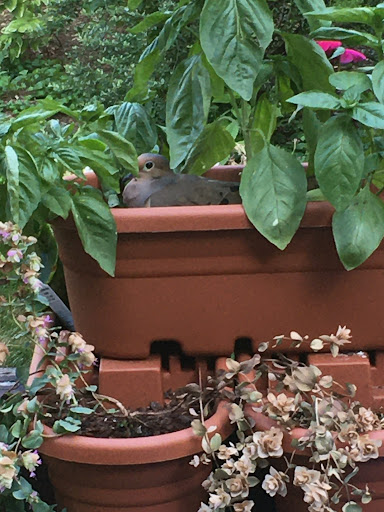 Besides vegetables, Hogan has also planted herbs such as basil, oregano, and rosemary in his garden.