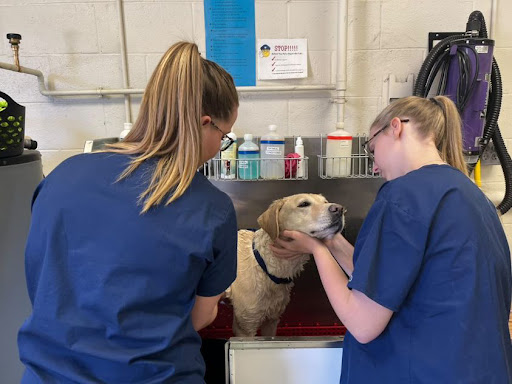 WS seniors Ainsley Ittig and Amanda Harris groom a dog for their Veterinary Science 2 Academy class at Edison High School. In addition to bathing, they examine, brush, and clean the dog, which allows them to practice restraint skills and experience hands-on learning.