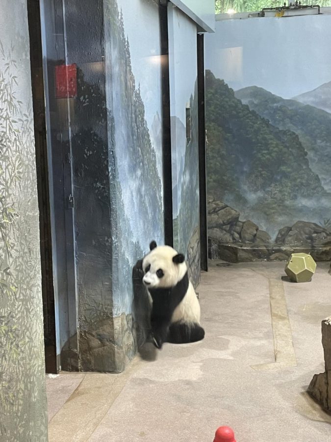 The+Smithsonian+National+Zoo+in+D.C.+is+home+to+three+pandas%3A+two+adult+pandas%2C+Mei+Xiang+and+Tian+Tian%2C+and+one+panda+cub%2C+Xiao+Qi+Ji+%28pictured%29.+