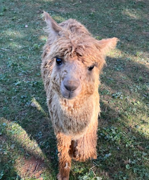Milky (short for Milky Way) is a very curious alpaca who loves interacting with people and being fed.