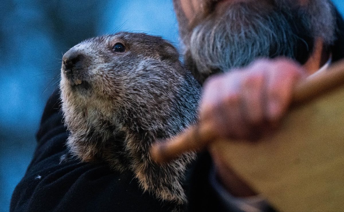Groundhog Day predicts early spring