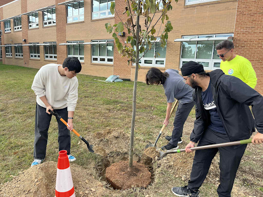 Planting trees: the growing environmental club